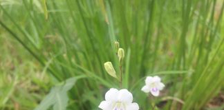 Nhật ký số 01 của bạn Hương