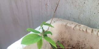 Nhật ký số 04 của bạn Hương