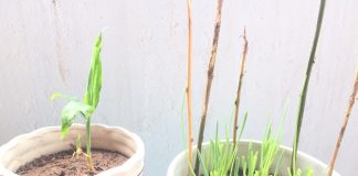 Nhật ký ngày 11 của bạn Hương