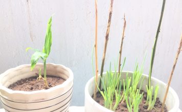 Nhật ký ngày 11 của bạn Hương