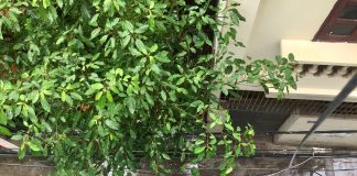 Nhật ký số 13 của bạn Hương