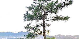 Nhật ký số số 33 – Tổng kết tháng 10 rực rỡ nhật ký số 33 của bạn Hương