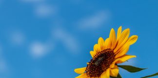 Nhật ký số 27 của bạn Hương