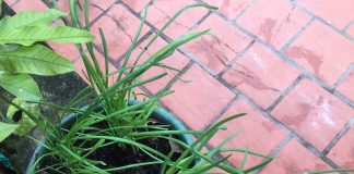 Nhật ký số 36 của bạn Hương