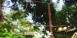 Nhật ký số 40 của bạn Hương Hãy cho tôi một điểm tựa...