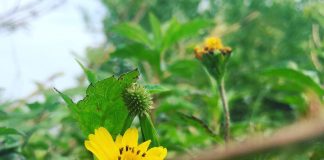 Nhật ký số 41 của bạn Hương Nhật ký số 41 của bạn Hương