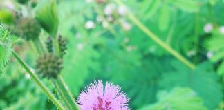 Nhật ký số 43 của bạn Hương Nhật ký số 43 của bạn Hương