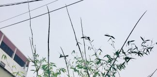 Búp măng non năm ấy… Búp măng non năm ấy