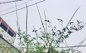 Búp măng non năm ấy… Búp măng non năm ấy